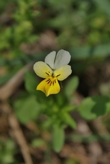 Viola arvensis