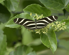Heliconius charithonia