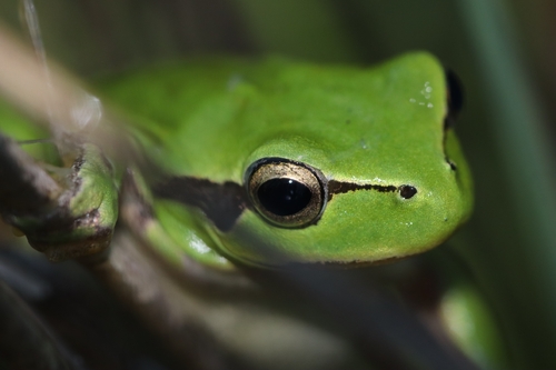 Avistamiento Ranita meridional