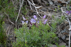 Vicia subvillosa