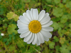 Anthemis chia