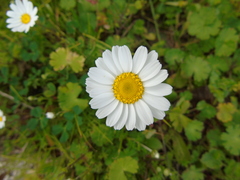 Anthemis chia