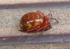 Ant-Tiger Spider