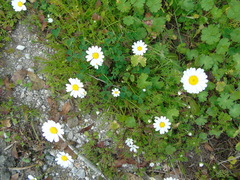 Anthemis chia