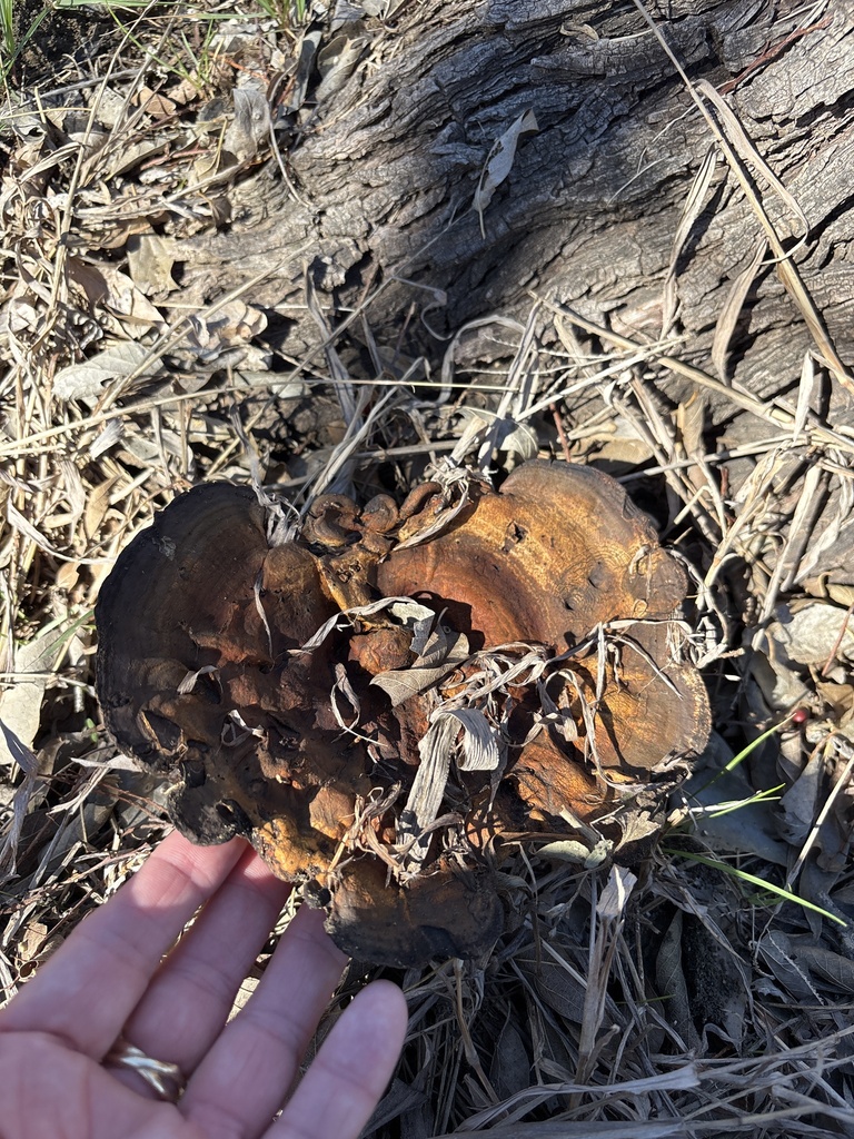 Ganoderma sessile · February 2026 · photo: © sambiology (iNaturalist, cc-by)