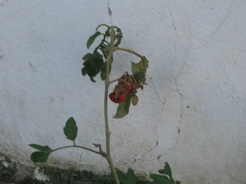 Solanum lycopersicum