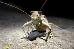 Enyaliopsis