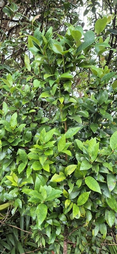 Steganthera macooraia, 2026-02-16