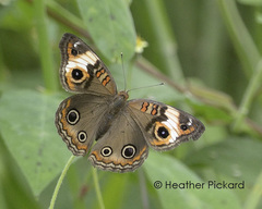 Junonia neildi