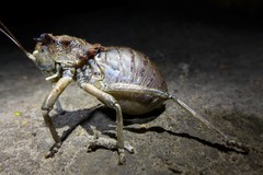 Enyaliopsis