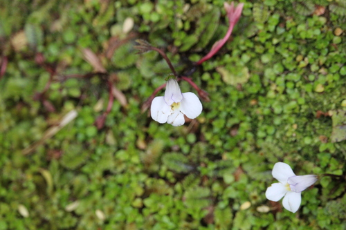 Swamp Musk (Mazus radicans)