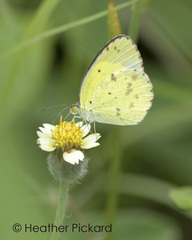 Pyrisitia lisa euterpe