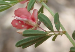 Indigofera stricta