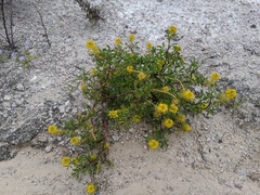 Cleomella refracta