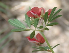 Indigofera stricta