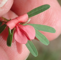 Indigofera stricta