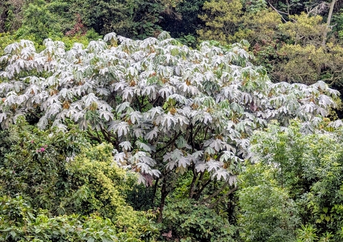 Cecropia telealba (Cecropia telealba)