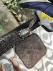 Mecistomela marginata