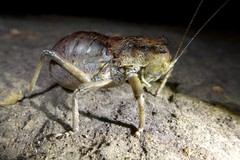 Enyaliopsis