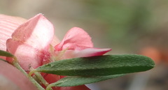 Indigofera stricta