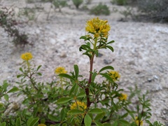 Cleomella refracta
