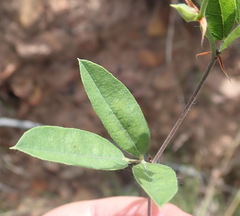 Rhynchosia argentea