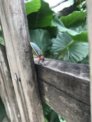 Mecistomela marginata