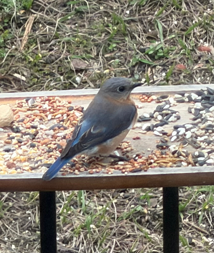 Eastern Bluebird