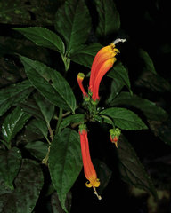 Centropogon solanifolius image