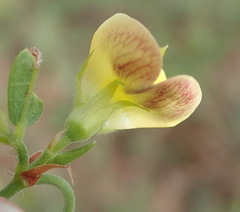 Rhynchosia argentea