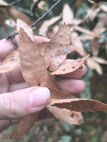 Quercus trojana, photograph 1