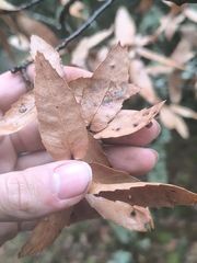 Quercus trojana, photograph (c) Umut Nuri Erdoğan, some rights reserved (CC BY)