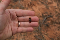 Temognatha