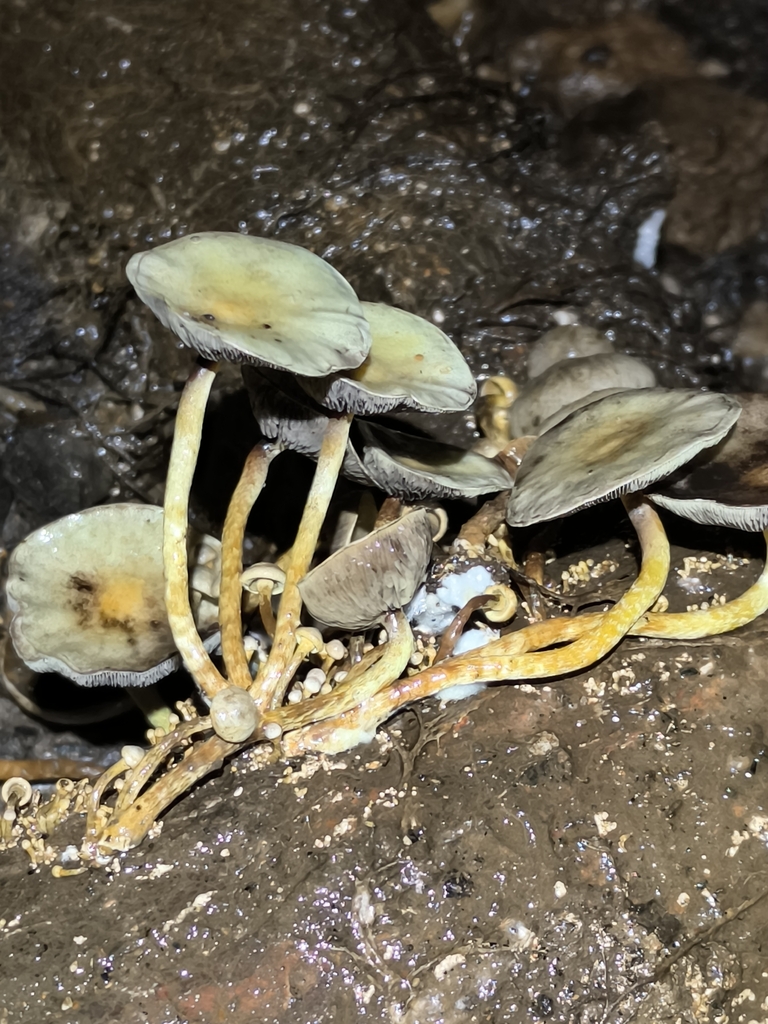 Hypholoma subviride · February 2026 · photo: © meaglinumut (iNaturalist, cc-by)
