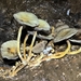 Kükürt Öbeği Mantarı (Hypholoma fasciculare)