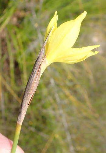 Image of Bobartia macrospatha by (c) Nicola van Berkel, some rights reserved (CC BY-SA)