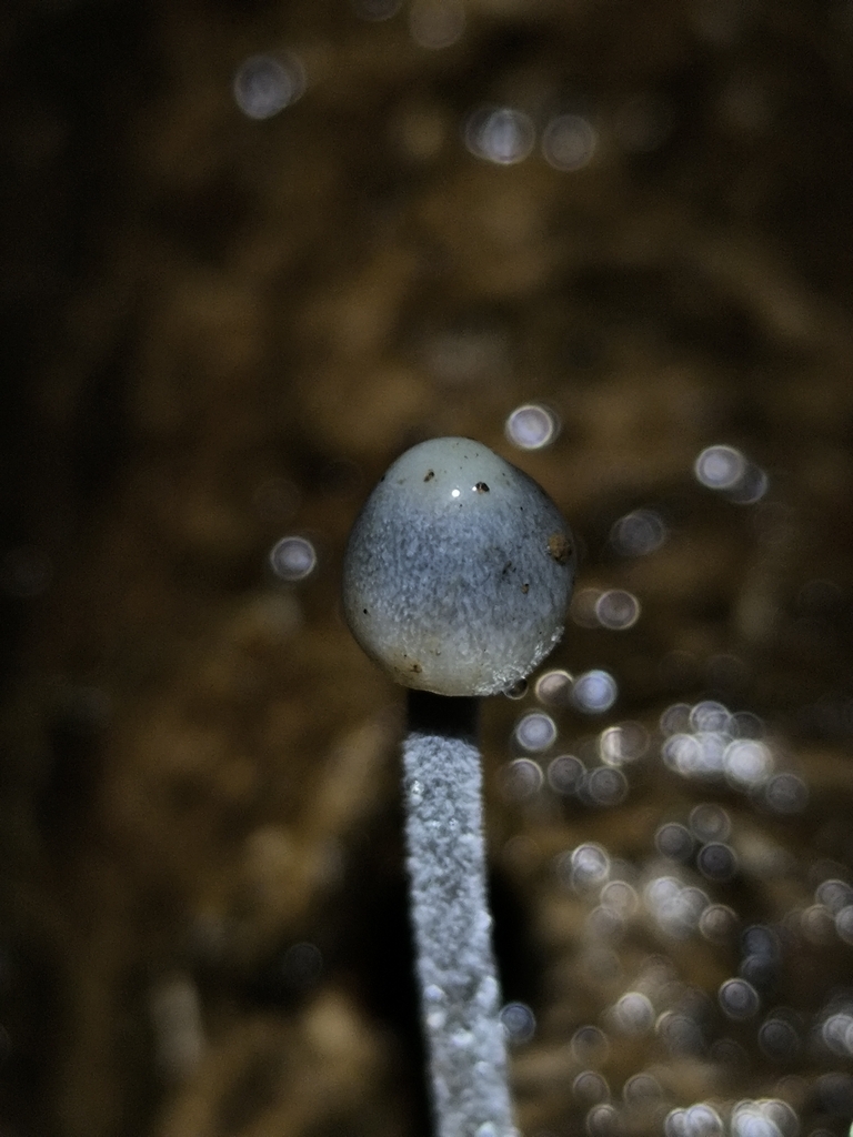 Mycena amicta