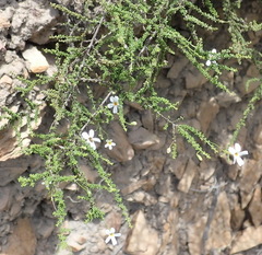 Jamesbrittenia argentea