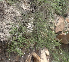 Jamesbrittenia argentea