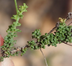 Jamesbrittenia argentea