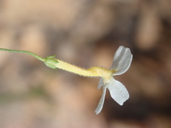 Jamesbrittenia argentea