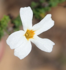 Jamesbrittenia argentea