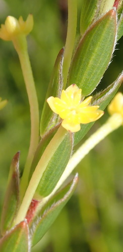 Image of Struthiola garciana by (c) Nicola van Berkel, some rights reserved (CC BY-SA)