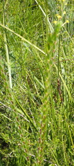 Struthiola fasciata