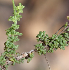 Jamesbrittenia argentea