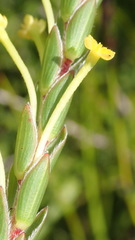Struthiola fasciata