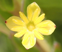 Struthiola fasciata
