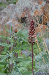 Eremurus regelii