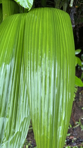 Curculigo capitulata observed 2026-02-16