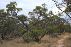Eucalyptus incrassata